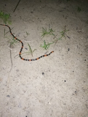 Micrurus lemniscatus