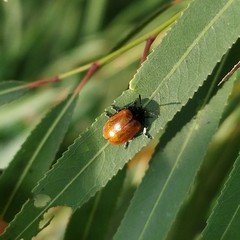 Plagiodera erythroptera
