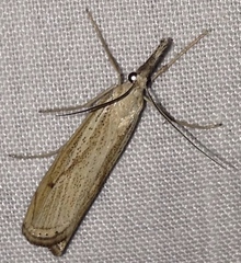 Agriphila attenuatus
