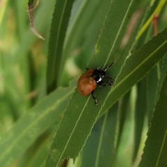 Plagiodera erythroptera