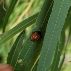 Plagiodera erythroptera