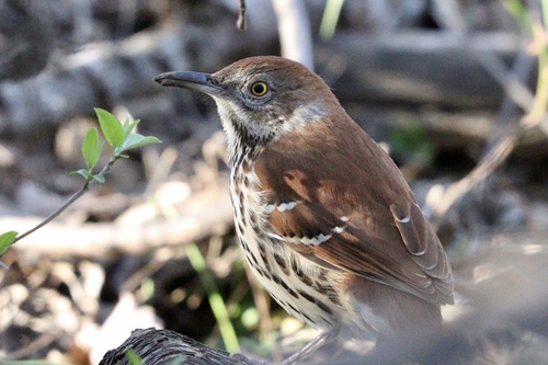 debulhador (Toxostoma rufum)