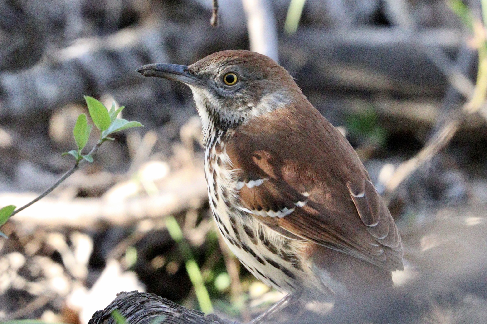 Brown Thrasher (Toxostoma rufum)