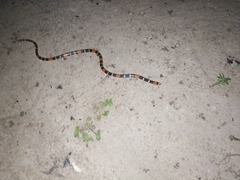 Micrurus lemniscatus