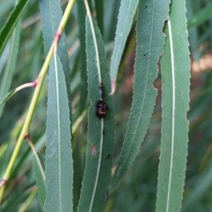 Plagiodera erythroptera