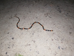 Micrurus lemniscatus