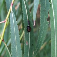 Plagiodera erythroptera