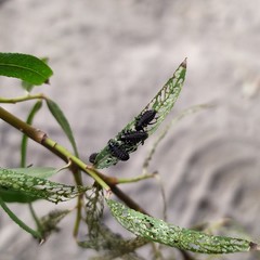 Plagiodera erythroptera