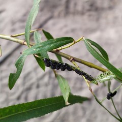 Plagiodera erythroptera