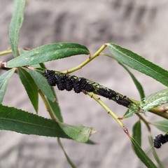 Plagiodera erythroptera