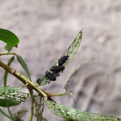 Plagiodera erythroptera