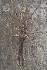 Ulocerus
