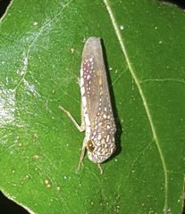 Egidemia fowleri