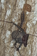 Centruroides baldazoi