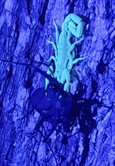 Centruroides baldazoi