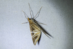 Phrataria transcissata