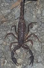 Thorellius intrepidus