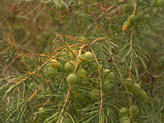 Persoonia virgata