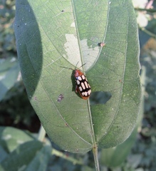 Disonycha scriptipennis