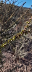 Berberis glomerata