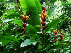 Sanchezia cyathibractea