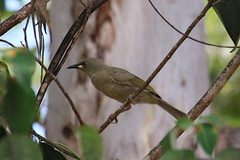 Stomiopera unicolor