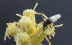 Diptera