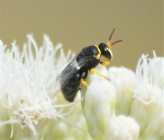 Hylaeus euxanthus