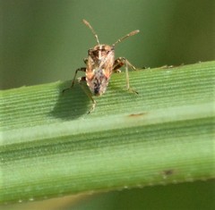 Neortholomus gibbifer