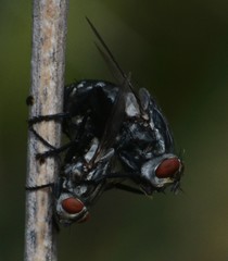 Sarcophaginae