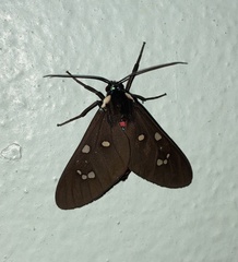 Euclera rubricincta