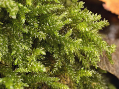 Thamnobryum alleghaniense