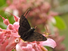 Pellicia