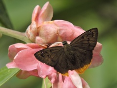 Pellicia
