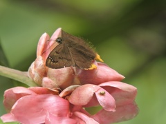 Pellicia