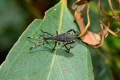 Gelonus tasmanicus