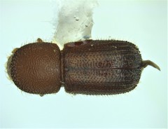 Ambrosiodmus rubricollis image