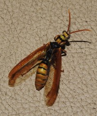 Euclimacia torquata