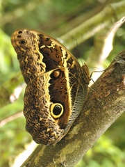Caligo oberthurii