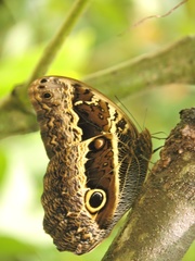 Caligo oberthurii
