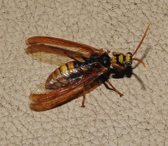 Euclimacia torquata