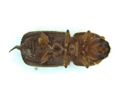 Image of Ambrosiodmus rubricollis