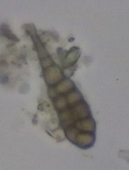 Alternaria