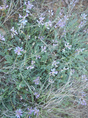 Astragalus distortus engelmannii