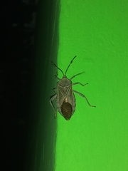 Pachylis nervosus