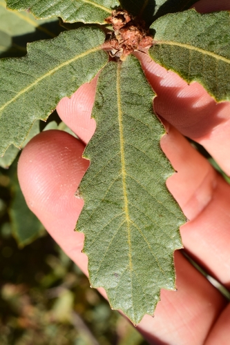 Wavyleaf Oak