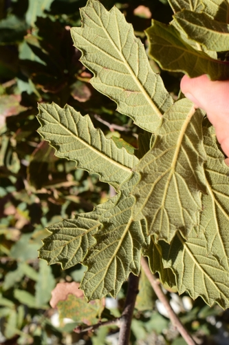 Wavyleaf Oak