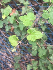 Vitis ficifolia
