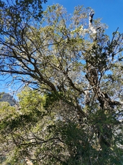 Metrosideros stipularis