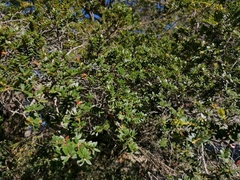 Metrosideros stipularis